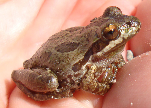 Pacific chorus frog – Pseudacris regilla - ranita
